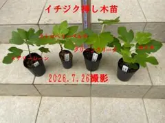 イチジク挿し木苗 メアリーレーン、ストロベリーベルテ、グリーングリーク、カドタのサムネイル