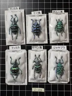 2026年最新】昆虫標本の人気アイテム - メルカリ