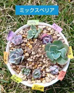 ❤️確認用❤️★D ミックスベリア❤️眠り姫❤️抜き苗♪　　　　　　　✨メルカリ✨札なし 眠り姫 多肉植物 抜き苗 札無し - メルカリ