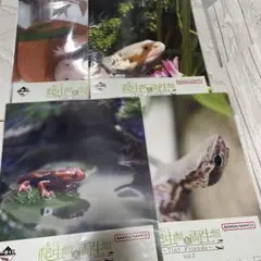 1番くじ　爬虫類＆両生類クリアファイル＆ステッカーセット ２枚 ✽ ４枚セット