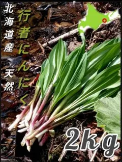 収穫開始！北海道産天然行者ニンニク　2kg 収穫開始！ 北海道産天然行者ニンニク 2kg 【公式通販】