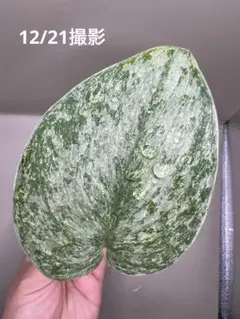 もやし様 リクエスト 2点 まとめ商品