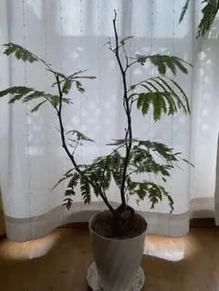 2026年最新】エバーフレッシュ 斑入りの人気アイテム - メルカリ