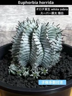 2025年最新】オロチゲレンデの人気アイテム - メルカリ