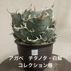 アガベ チタノタ・魔丸 直径約9cm 現株鉢ごと むっちむちの肉厚短葉