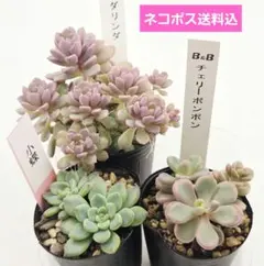 2025年最新】ぼのぼのさん苗の人気アイテム - メルカリ