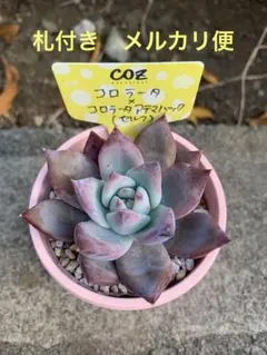 2025年最新】アテマハック 多肉の人気アイテム - メルカリ