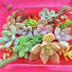 ③寄せ植えセット カット苗 詰め合わせ 多肉植物のサムネイル