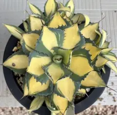 2025年最新】アガベ ラムランナーの人気アイテム - メルカリ