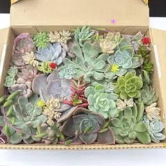 2026年最新】多肉植物 詰め合わせの人気アイテム - メルカリ
