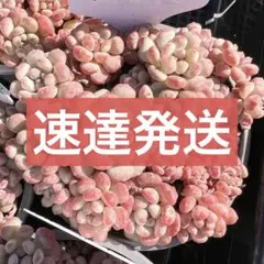 ちぃ♡u.u-様 リクエスト 2点 まとめ商品