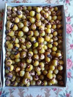 Item thumbnail for item 44d3c719-af3b-4d45-8a8a-953a8d50905f