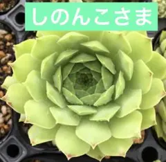 しのんこ様 リクエスト 3点 まとめ商品