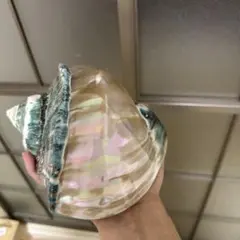 夜光貝 置物 (中) 緑層残し仕上げ☆沖縄海族☆ - メルカリ