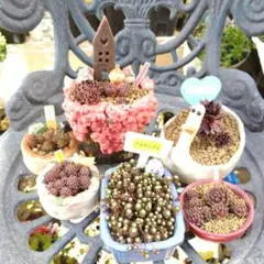 2026年最新】多肉植物 センペルビウムセットの人気アイテム - メルカリ