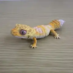 レオパードゲッコー カプセルトイ