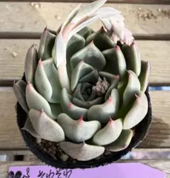 そわそわxトバレンシス