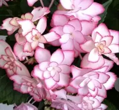 紫陽花　ひな祭り挿木苗1本花弁の縁がピンク色グラデーション愛らしい紫陽花