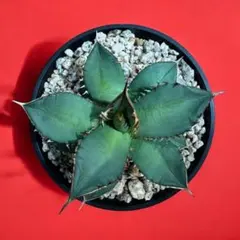 2026年最新】オテロイ実生の人気アイテム - メルカリ