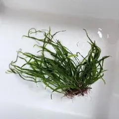 ❤️激レア❤️ tetrasticha メルカリ便❤️フペルジア　Huperzia ビカクシダ