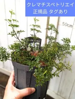クレマチス ペトリエイClematis petrieiスリット鉢ごとのサムネイル