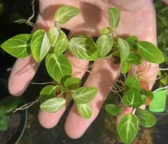 つぼっち様 リクエスト 2点 まとめ商品