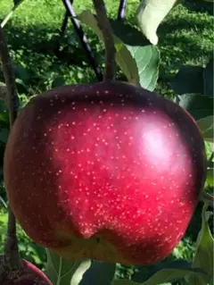 あゆみゆ様専用ページ　秋映　特大　農家直送