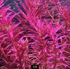 ☆K.ユナイテッド☆様 リクエスト 2点 まとめ商品