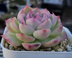 ももかんた様 リクエスト 2点 まとめ商品