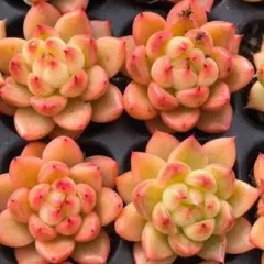 Top【選抜株】多肉植物　25213ブラッシュ リージェント105個プラグトレ Top【選抜株】多肉植物 25213ブラッシュ リージェント105個プラグトレ