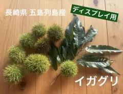 【ディスプレイ用】五島産イガグリ