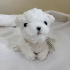 吉徳　ぬいぐるみ犬　マルチーズ　白い犬　子犬　わんちゃん　わんこ