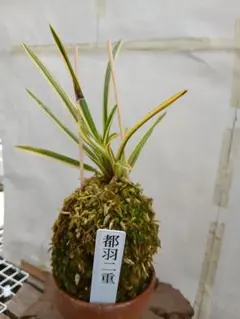 富貴蘭曙青海 - メルカリ