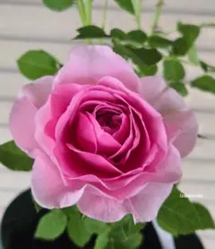 週末限定SALE 1鉢のみ バラ 苗 薔薇 つぼみつき - メルカリ