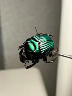 マダガカカル産　珍品ゾウムシ　17mm マダガカカル産 珍品ゾウムシ 17mm - メルカリ