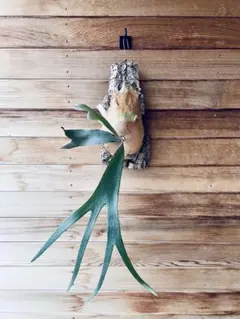 【すー品】ビカクシダアソート EPO-13-301s キシダヨシマサ グロリアス フューチャー 1000