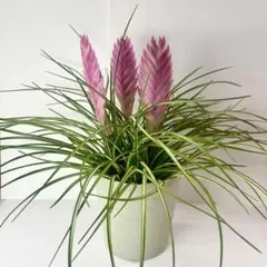 ワリシア　チランジア・キアネア　斑入り葉　花苞3本立大株　ハナアナナスのサムネイル
