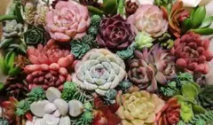 多肉植物　カット苗セット②　ネコポス発送