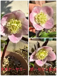 2026年最新】大木ナーサリー クリスマスローズの人気アイテム - メルカリ