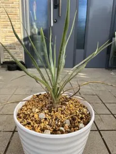 ユッカロストラータ 2023.5播種 国内実生2株セットNo.10 ユッカ ロストラータ 実生株 Yucca Rostrata 006 | Sunny Branch