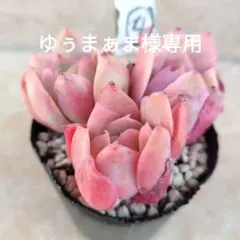 ゆぅまぁま様 リクエスト 2点 まとめ商品