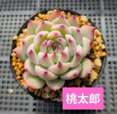 Min−Min様 リクエスト 3点 まとめ商品