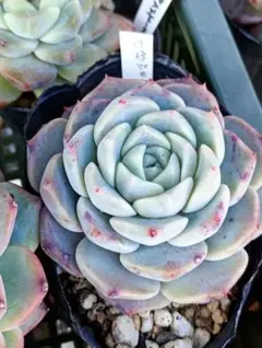 ピーチー様 リクエスト 3点 まとめ商品