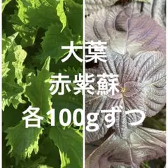 ジュークFAMILYのおやつ】乾燥いちご葉 10g 小動物 うさぎ チンチラ