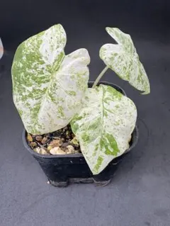 2026年最新】アロカシア 斑入りの人気アイテム - メルカリ