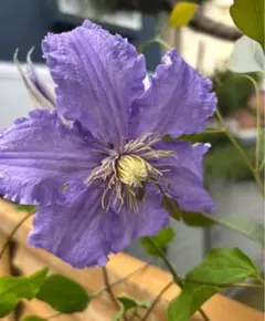 Kumiko様 リクエスト 2点 まとめ商品