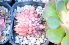 2025年最新】ザラゴーサの人気アイテム - メルカリ