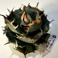 959【上澳園芸】 アガベ チタノタ shangao-010 炎輪(えんりん) - メルカリ