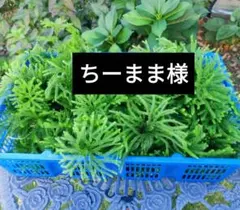ちーまま様専用