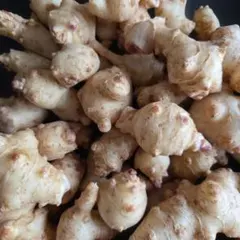 菊芋　小粒　約500g